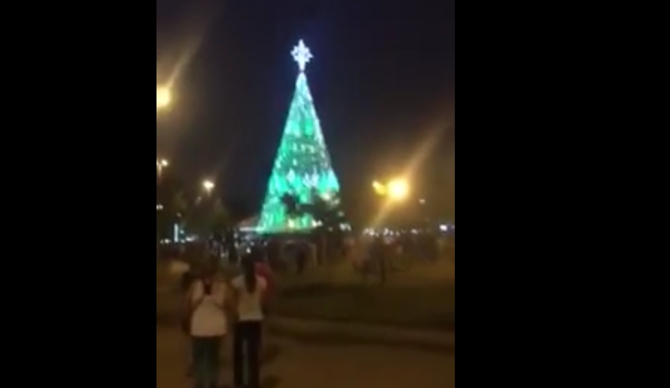 Prefeitura Inaugura Rvore De Natal No Bosque Maia Veja Video