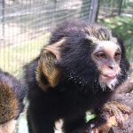 sagui-zoo-guarulhos (3)