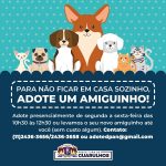 animais-adotados-quarentena-online (3)