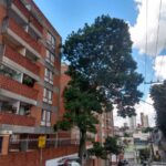 arvores-centro-de-guarulhos (3)