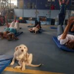 aula-de-pilates-pets (1)