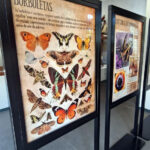 exposicao-borboletas-guarulhos (2)