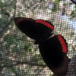 borboletas-guarulhos (1)