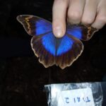 borboletas-guarulhos (2)
